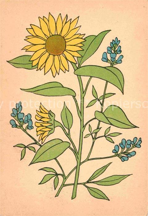 Blumen Sonnenblume