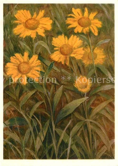 Blumen Compositae Buphthalmum salicifolium Och