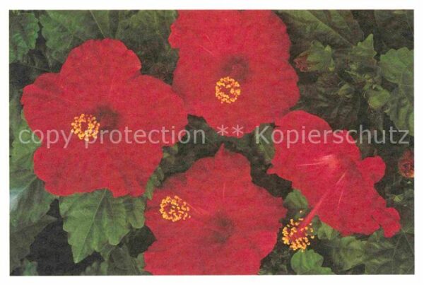Blumen Foto Willemse