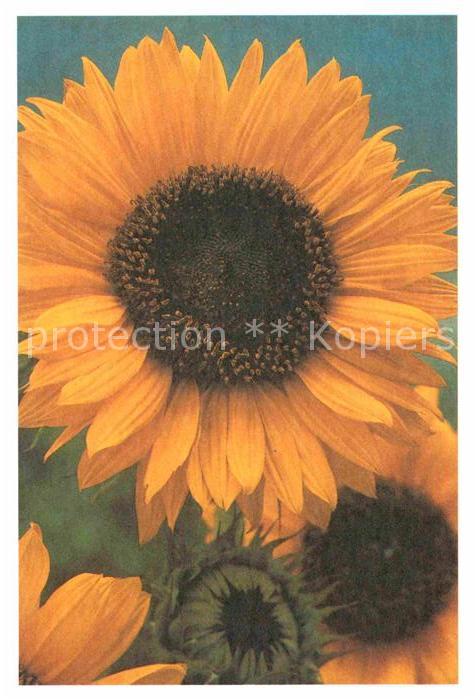 Blumen Sonnenblume Foto Willemse