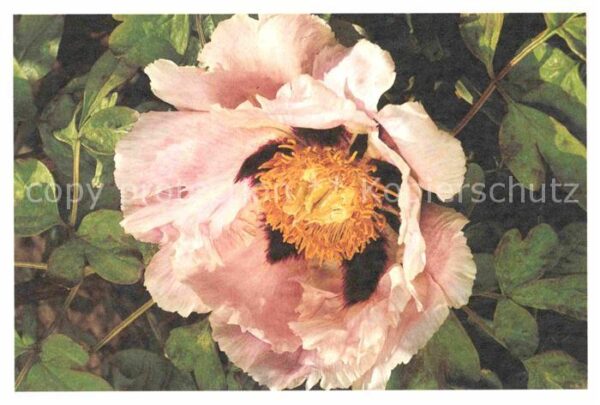 Blumen Foto Willemse