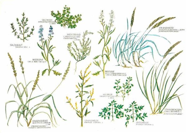 Pflanzen Dünenvegetation Strandzone Weissdüne Sa