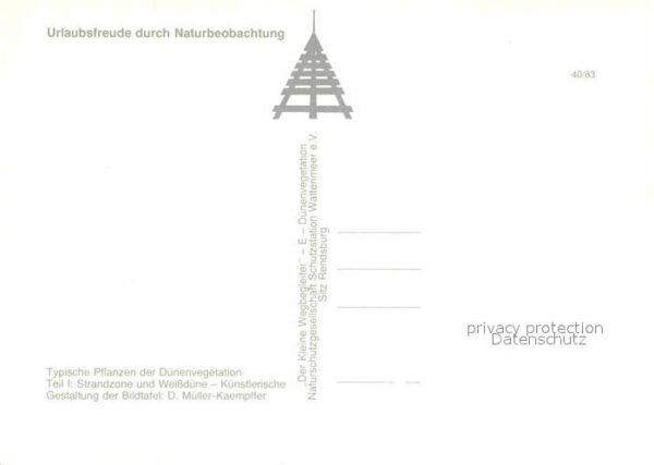 Pflanzen Dünenvegetation Strandzone Weissdüne Sa – Bild 2
