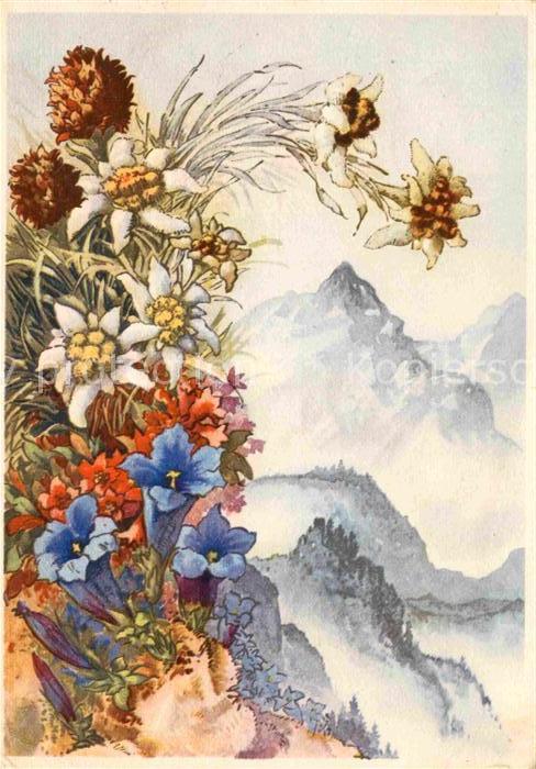 Blumen Kohlröschen Edelweiss Rostblättrige Alp