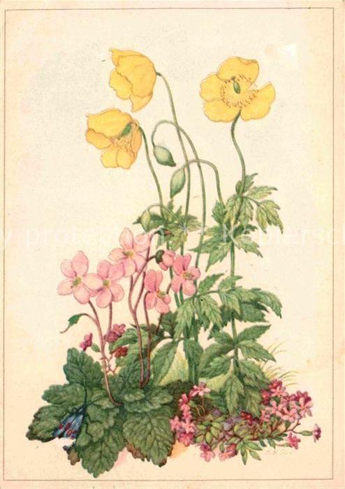 Blumen Bergmohn Ramondia Kleines Seifenkraut H