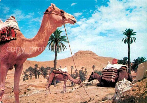 Kamel  Camel Chameau Sud Tunisien Caravane au Repos