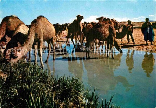 Kamel  Camel Chameau Sud Tunisien Chameaux ont soif