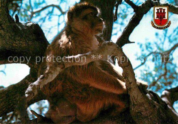 Affen Gibraltar Rock Ape