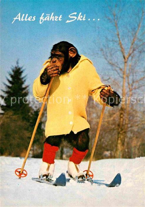 Affen Charlie Skifahren Ski