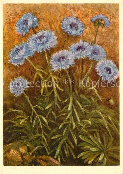 Kuenstlerkarte Jean Zeltner Campanulaceae Ausdauernde