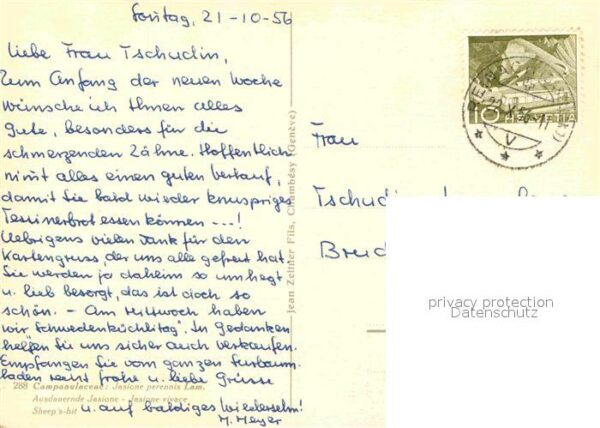 Kuenstlerkarte Jean Zeltner Campanulaceae Ausdauernde – Bild 2