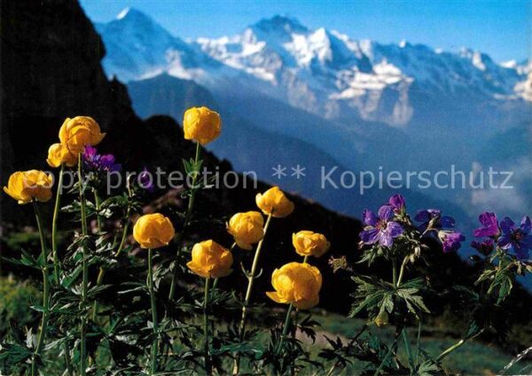 Blumen Trollblume Trollius Globe-Flower
