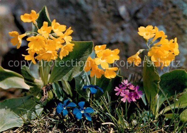 Blumen Felsenaurikel Primula auricula