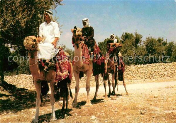 Kamel  Camel Chameau Kamelreiter Chameaux Camels