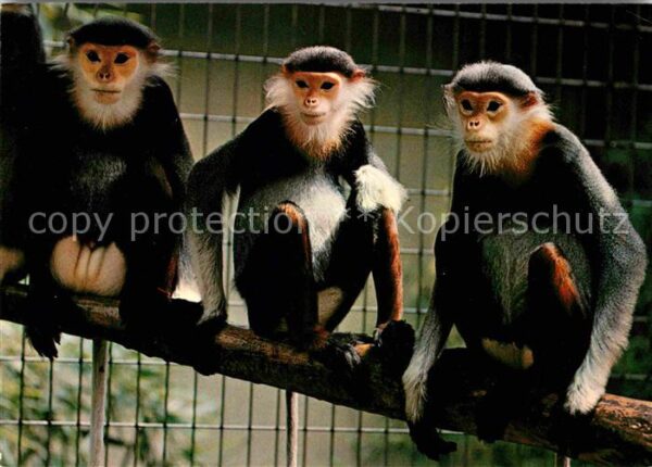 Affen Kleideraffe Zoo Basel