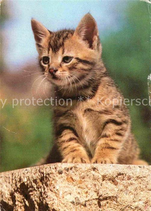 Katzen