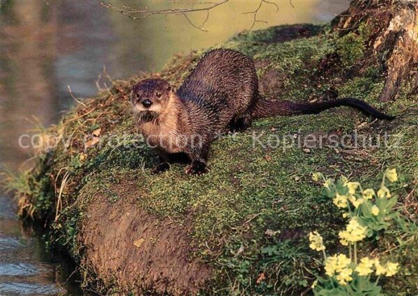 Tiere Fischotter Oberlausitz