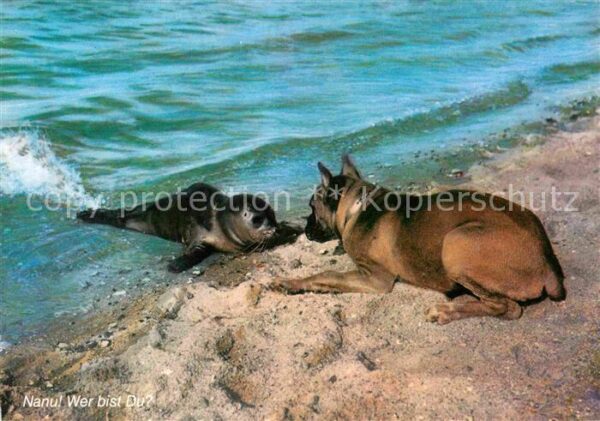 Hunde Boxer Seehund Nordseestrand