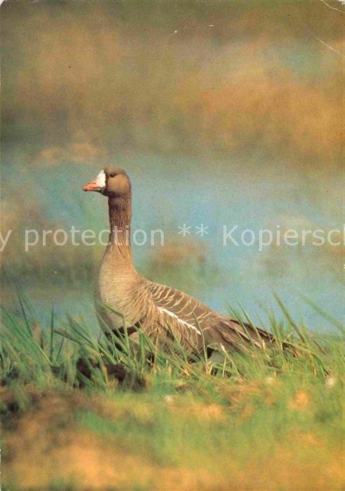 Voegel Blessgans
