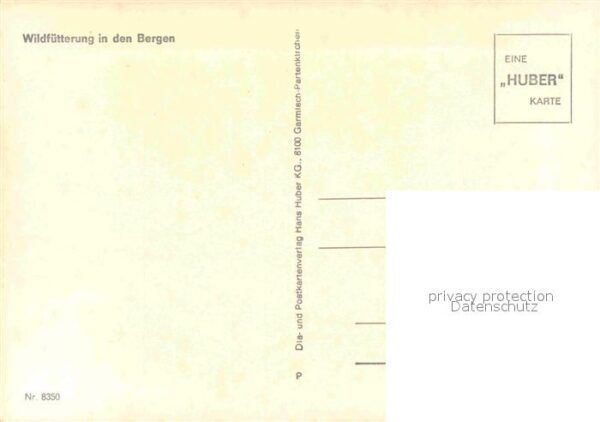 Hirsch Wildfütterung – Bild 2