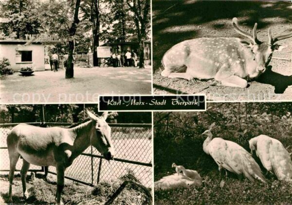 Zoo Tierpark Karl-Marx-Stadt Damhirsch Kula