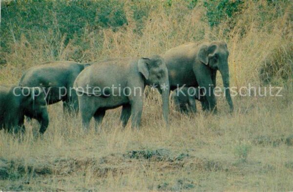 Elefant Indian Elephants Periyar Tiger Reserve