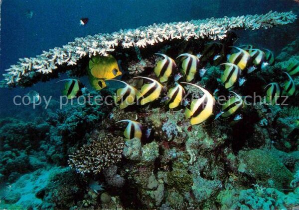 Fische Antenna Angel Fish Coral World Eilat