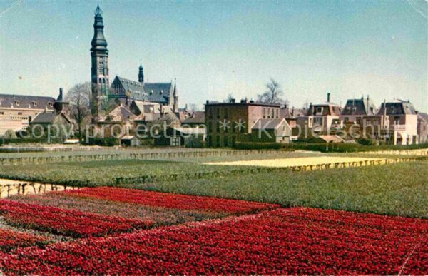 Baarn de Bloemenvelden in bloei Blumenfelder