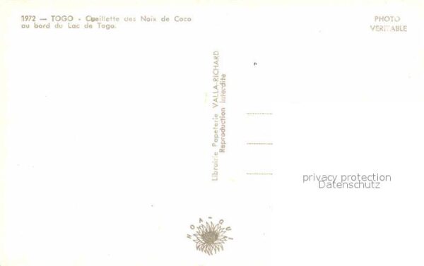 Togo Cueillette des Noix de Caco au bord du – Bild 2