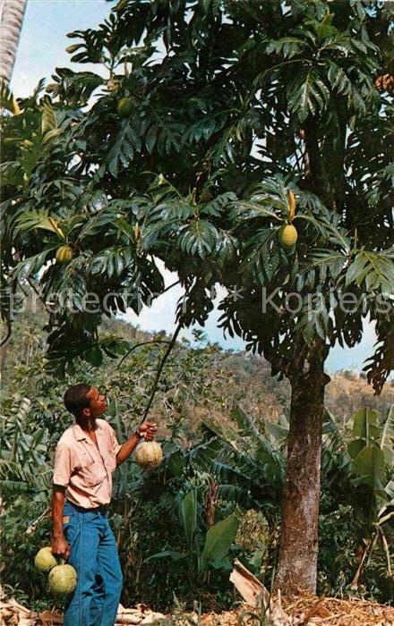Martinique Arbre a pain et ses fruits