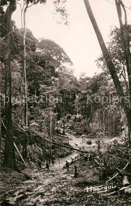 Oubangui Chari La foret