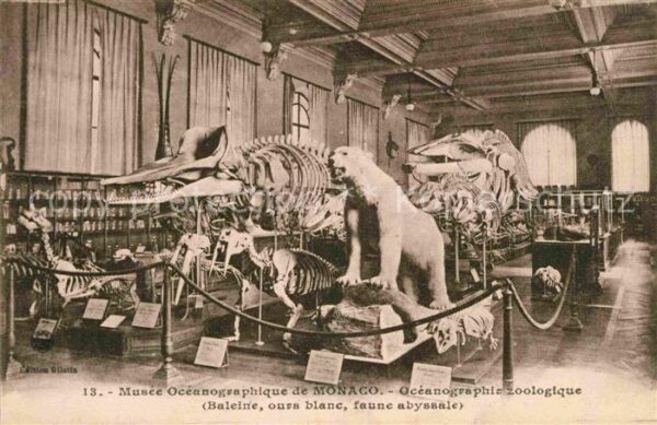 Tiere Musee Oceanographique Monaco Ours Blanc