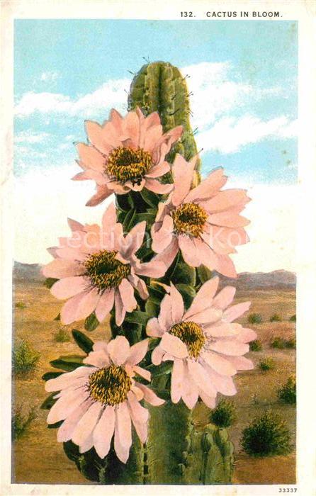 Kakteen Cactus in Bloom