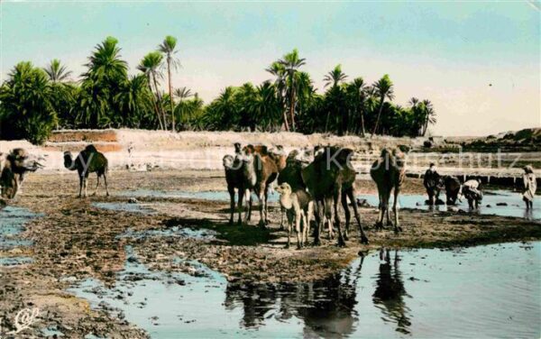 Scenes et Types Nr. 1224 Chameaux dans l'Oasis