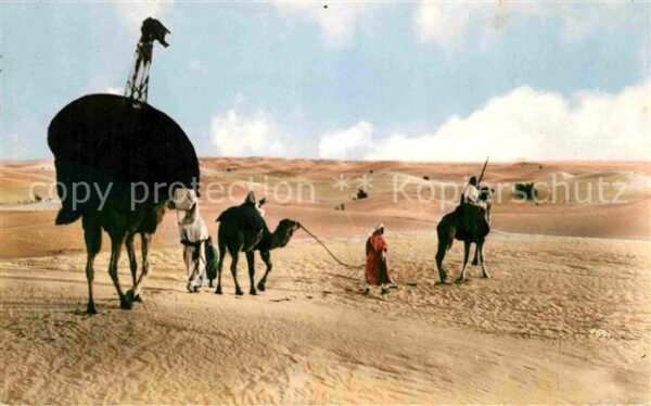 Kamel  Camel Chameau Caravane Afrique