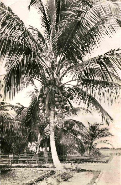 Palmen Cocos et Cocotiers