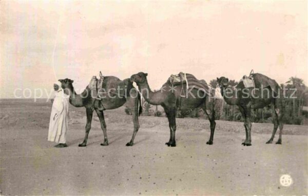 Kamel  Camel Chameau Depart d_une Caravane Afrique du Nord