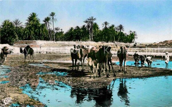 Scenes et Types Nr. 1224 Chameaux dans l'Oasis