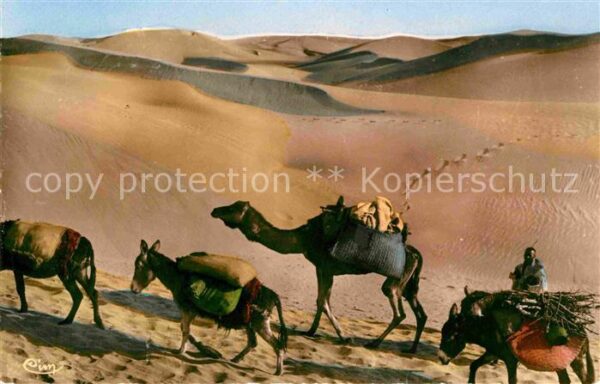 Scenes et Types Nr. 194 Dans les Dunes Maroc Kamel Esel