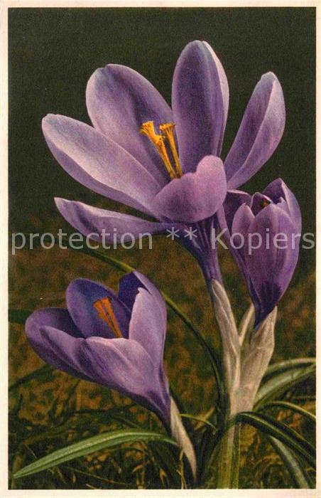 Blumen Krokus Safran