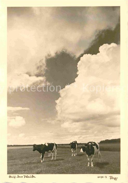 Foto Popp Nr. 6475-3 Auf der Weide Kühe