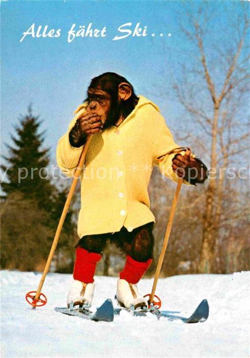 Affen Charlie Skifahren Ski