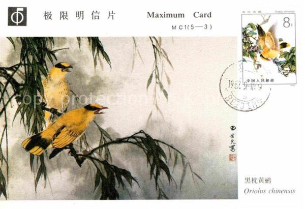 Voegel Schwarznackenpirol Oriolus chinensis Ch