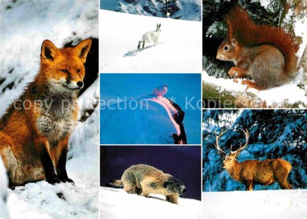 Tiere Alpentiere Fuchs Murmeltiere Schneehase