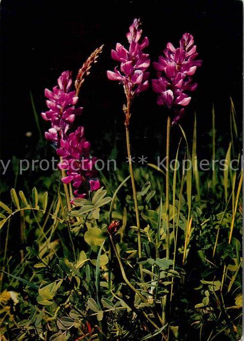 Blumen Onobrychis viciifolia Wickenblättrige E