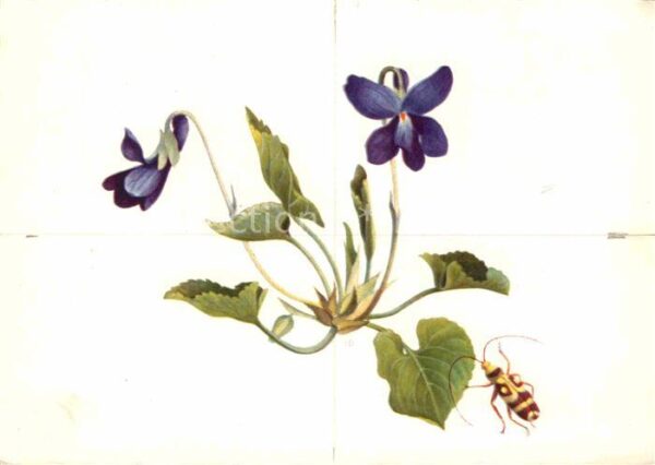Blumen Veilchen Käfer