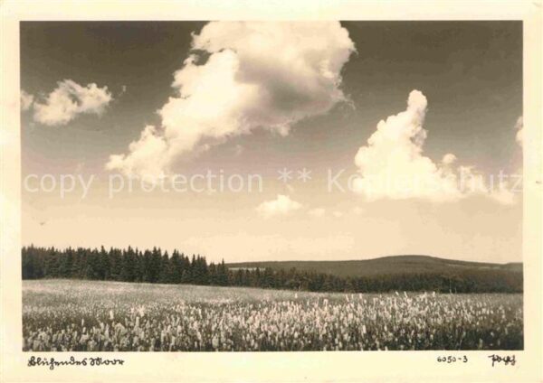 Foto Popp Nr. 6050-3 Blühendes Moor