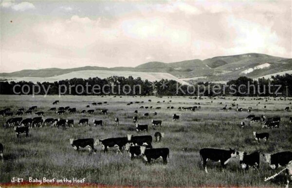 Kuehe Baby Beef on the Hoof