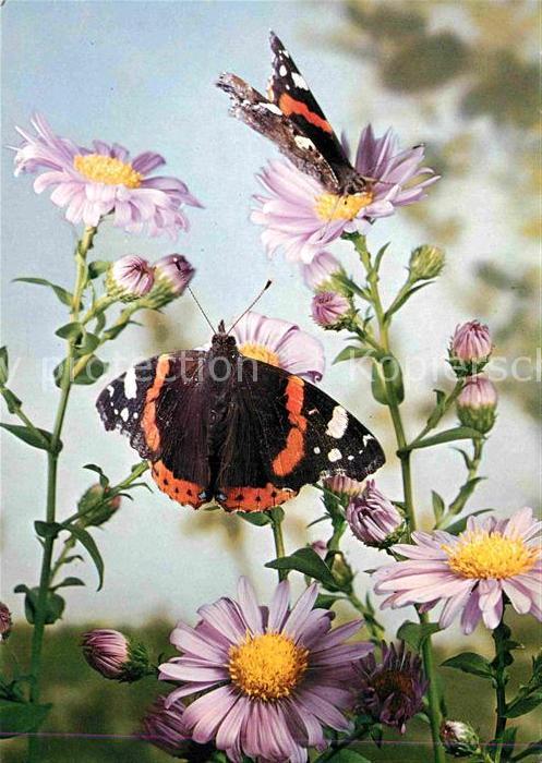 Schmetterlinge Admiral Vulcain Vulcano