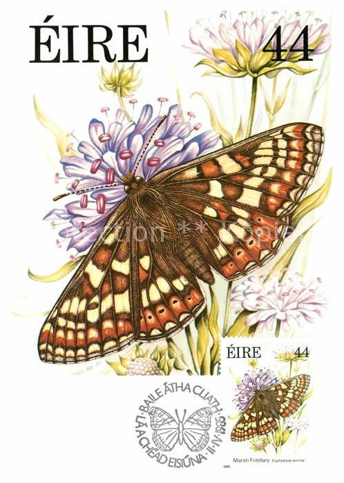 Schmetterlinge Marsh Fritillary Eire 44 Skabiosen-Sche